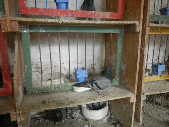 DSCN8120 - Vrapciu 1