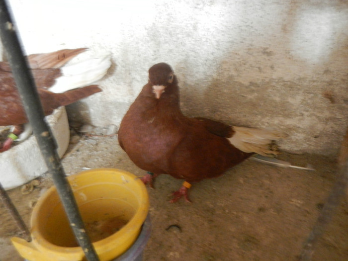 DSCN8122 - Vrapciu 1