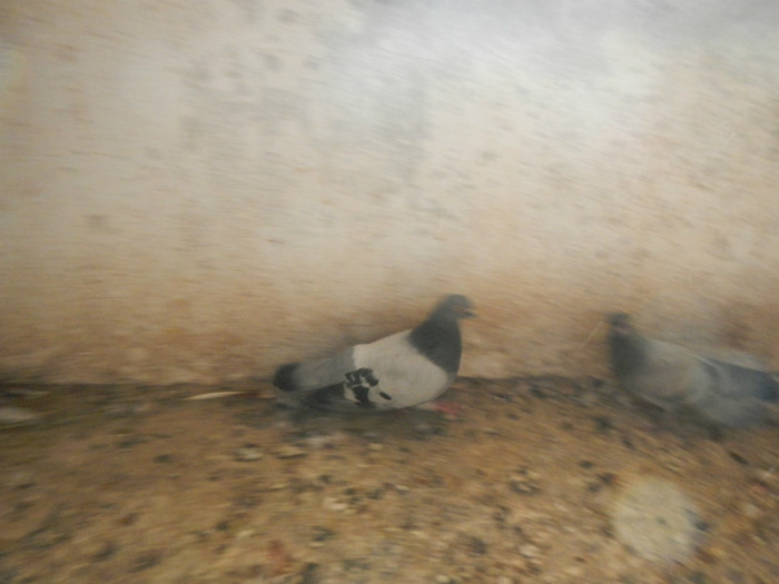 DSCN8145 - Vrapciu 1