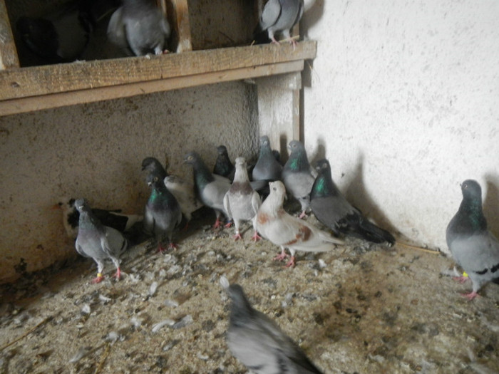 DSCN8147 - Vrapciu 1