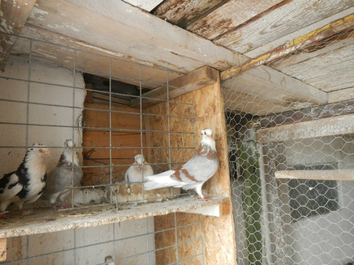 DSCN8130 - Vrapciu 2