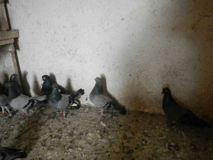 DSCN8149 - Vrapciu 1