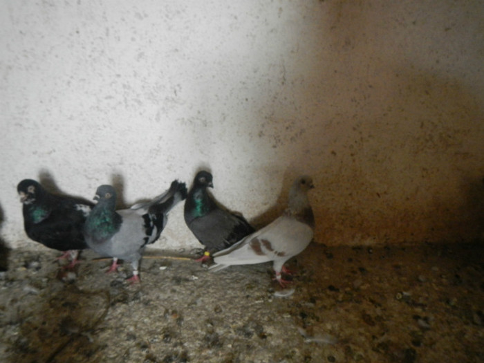 DSCN8150 - Vrapciu 1