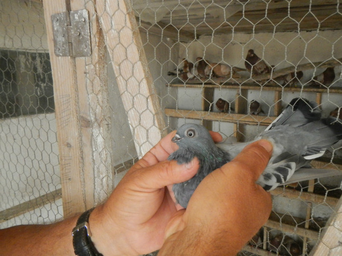 DSCN8151 - Vrapciu 1