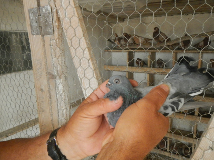 DSCN8152 - Vrapciu 1