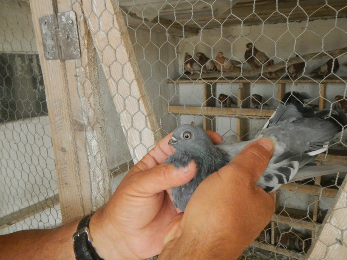 DSCN8153 - Vrapciu 1