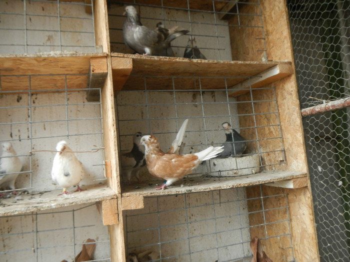 DSCN8137 - Vrapciu 2