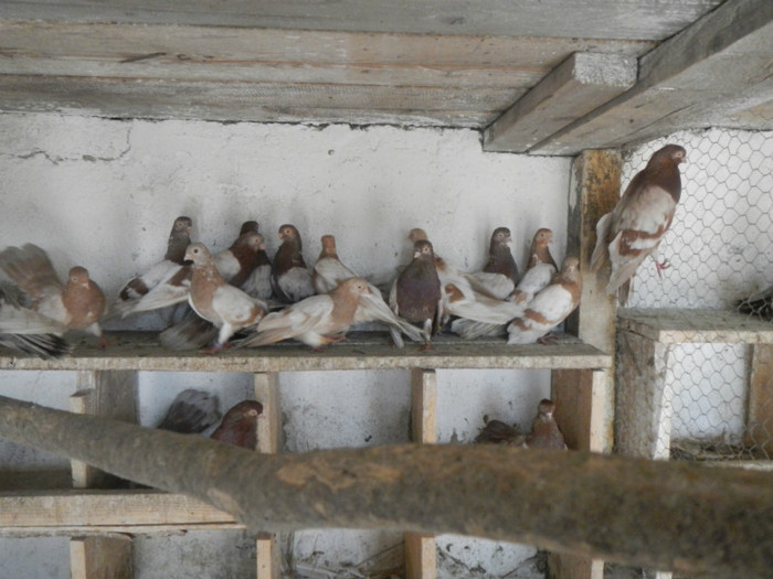 DSCN8156 - Vrapciu 1