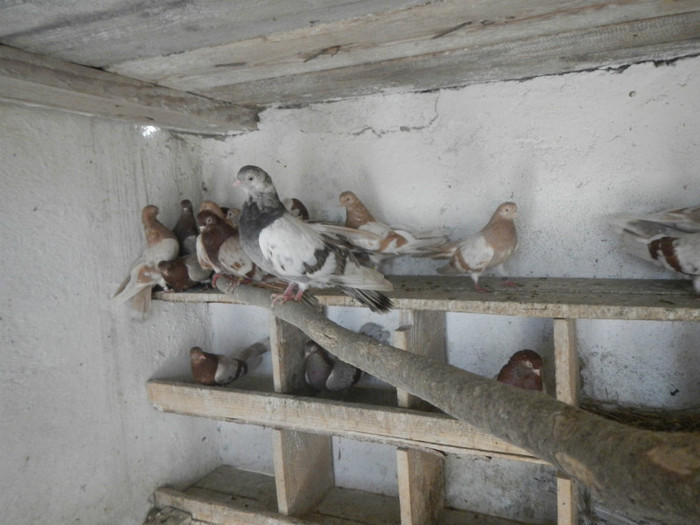 DSCN8158 - Vrapciu 1