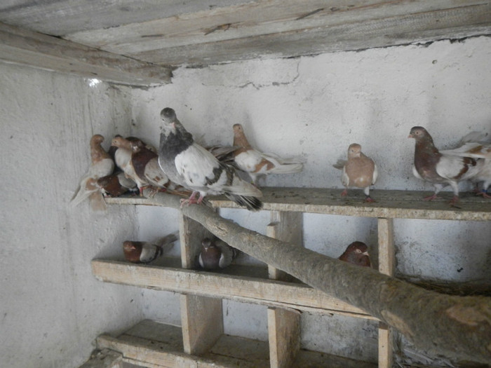 DSCN8159 - Vrapciu 1