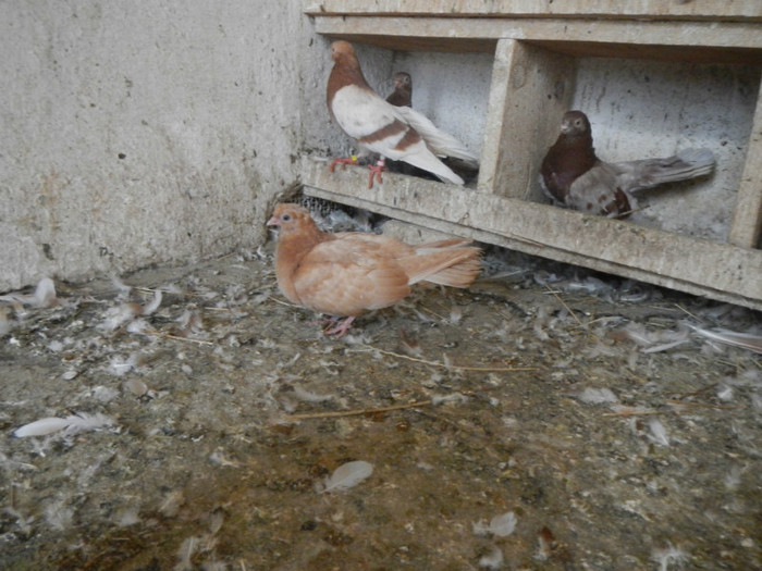 DSCN8160 - Vrapciu 1