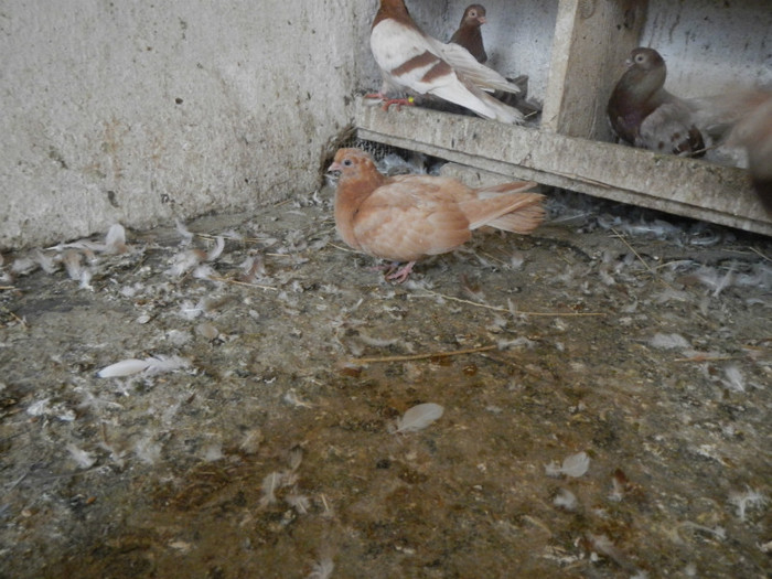 DSCN8161 - Vrapciu 1