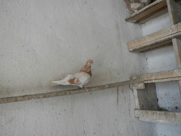 DSCN8162 - Vrapciu 1