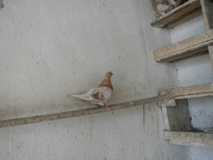 DSCN8163 - Vrapciu 1