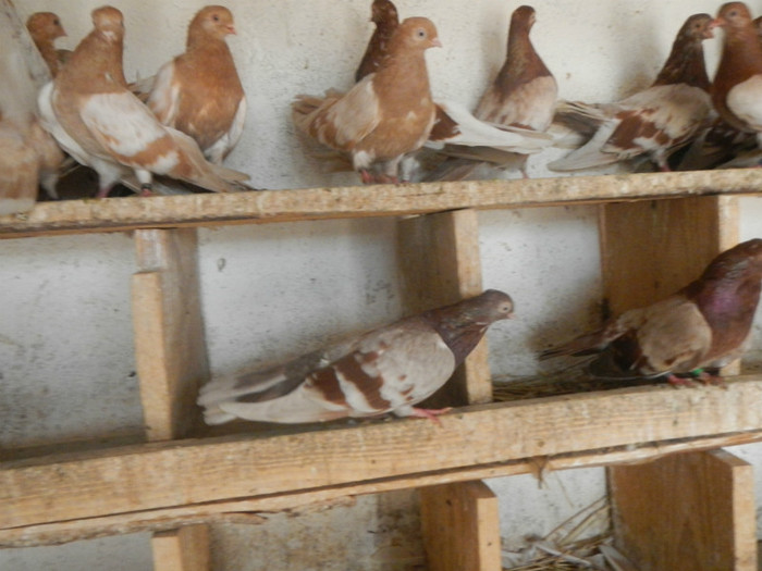 DSCN8164 - Vrapciu 1