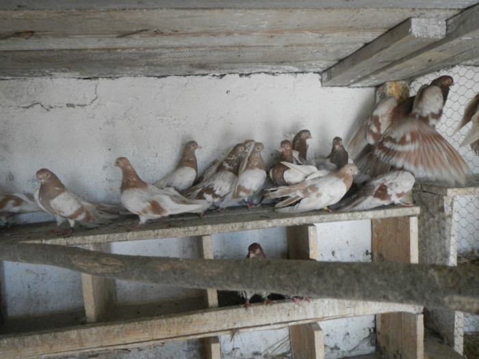 DSCN8166 - Vrapciu 1