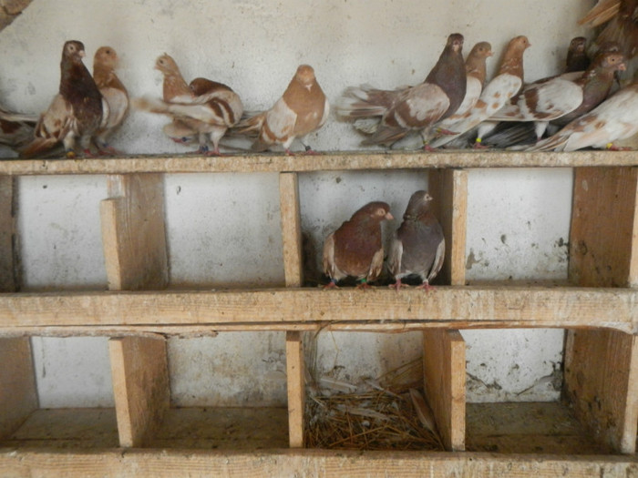 DSCN8169 - Vrapciu 1