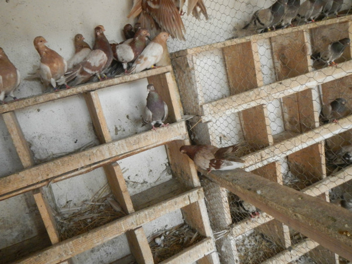 DSCN8170 - Vrapciu 1