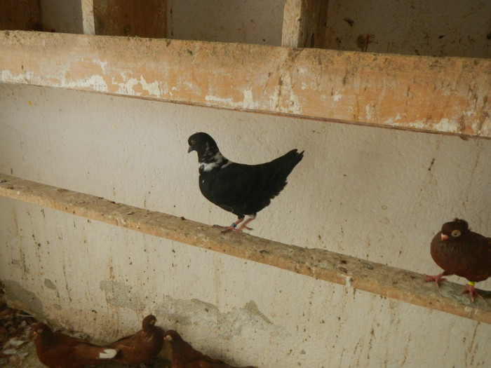 DSCN8215 - Vrapciu 2