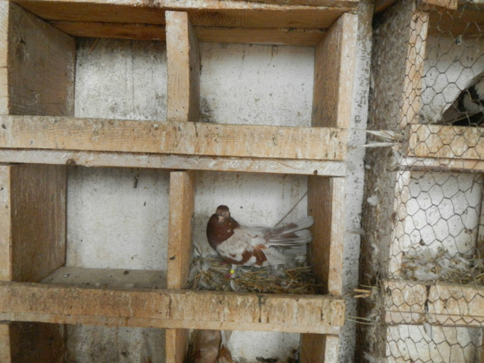 DSCN8173 - Vrapciu 1