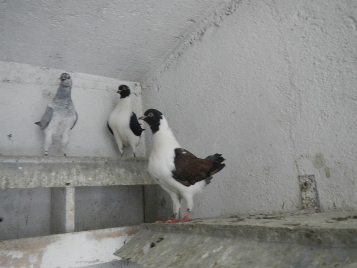 DSCN8217 - Vrapciu 2