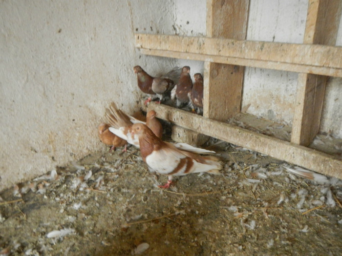 DSCN8174 - Vrapciu 1