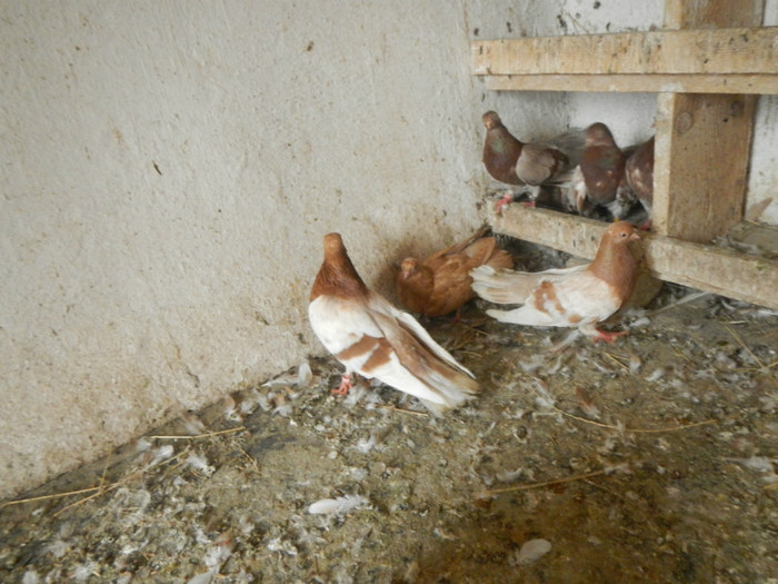 DSCN8176 - Vrapciu 1