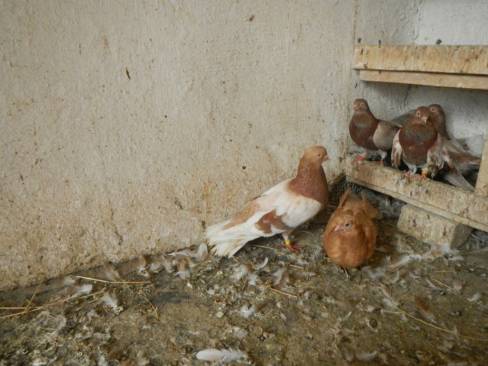 DSCN8177 - Vrapciu 1