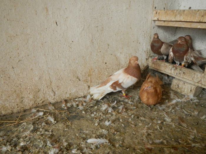 DSCN8178 - Vrapciu 1