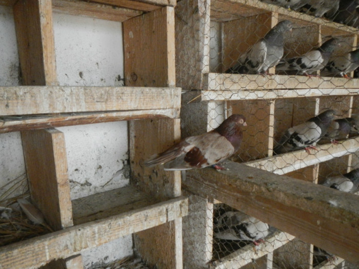 DSCN8179 - Vrapciu 1