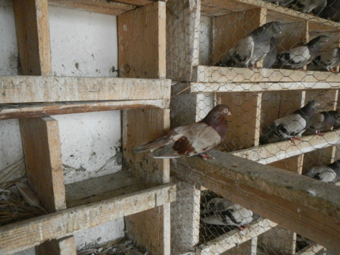 DSCN8180 - Vrapciu 1