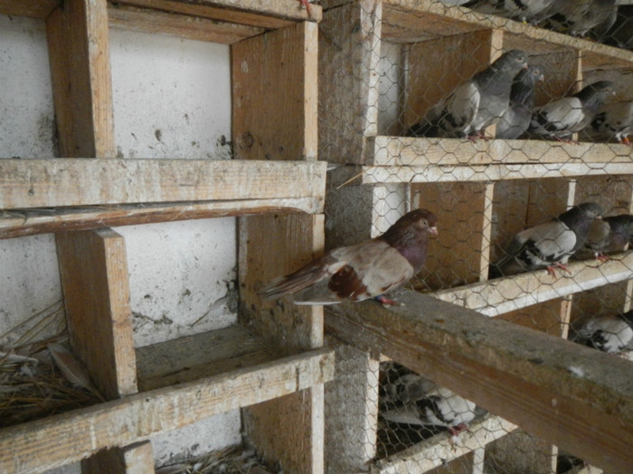 DSCN8181 - Vrapciu 1