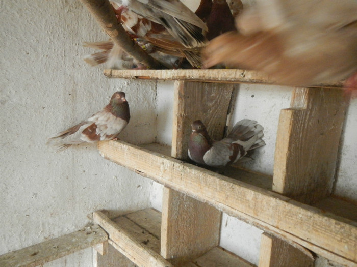 DSCN8183 - Vrapciu 1