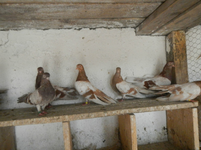 DSCN8184 - Vrapciu 1