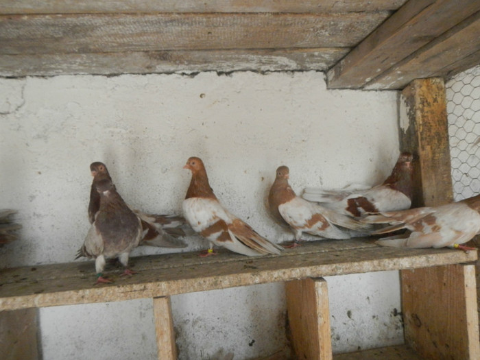 DSCN8185 - Vrapciu 1