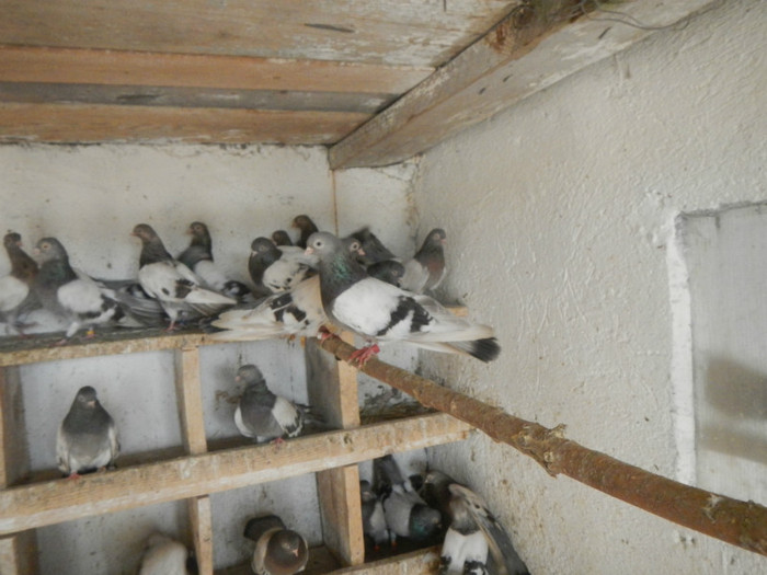 DSCN8186 - Vrapciu 1