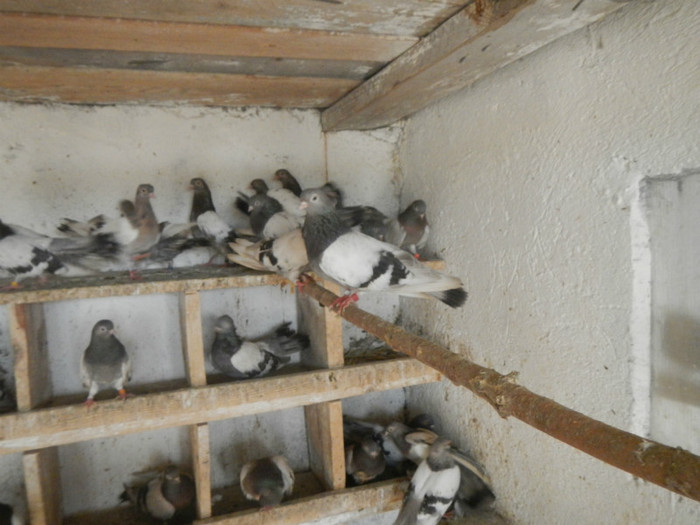 DSCN8187 - Vrapciu 1