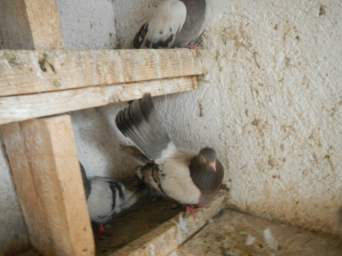 DSCN8189 - Vrapciu 1