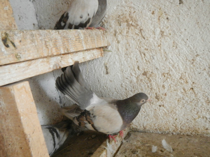 DSCN8190 - Vrapciu 1