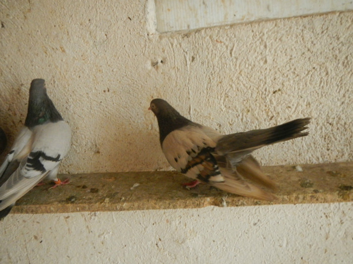 DSCN8193 - Vrapciu 1