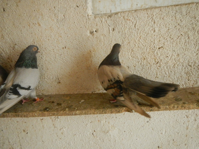 DSCN8194 - Vrapciu 1