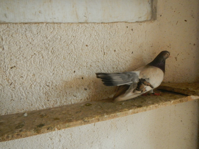 DSCN8195 - Vrapciu 1