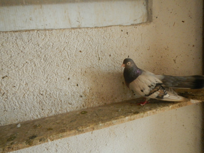 DSCN8196 - Vrapciu 1