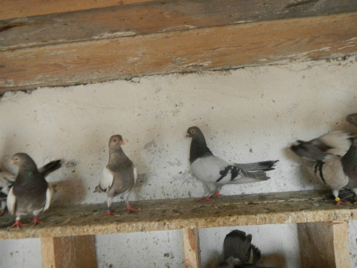 DSCN8198 - Vrapciu 1