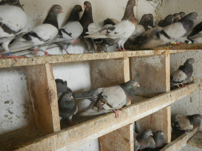 DSCN8200 - Vrapciu 1