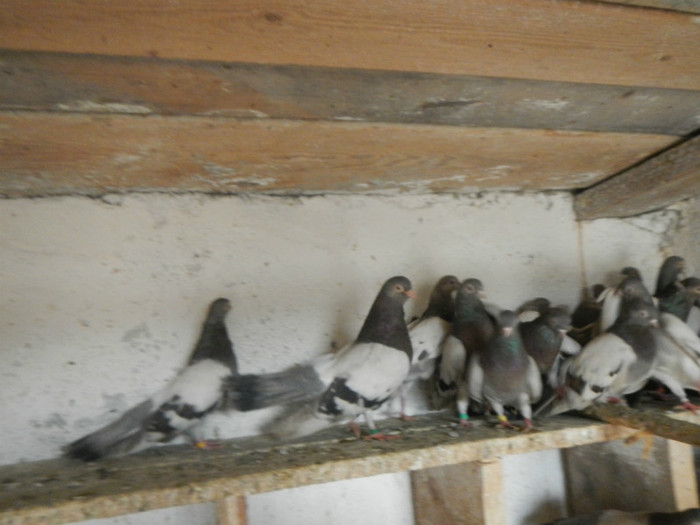 DSCN8201 - Vrapciu 1