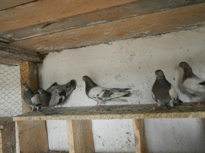 DSCN8202 - Vrapciu 1