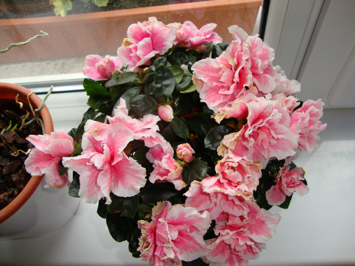 AZALEE,,CUMPARATA,,sept 2102