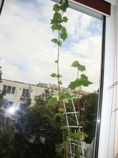 ABUTILON,,ROSU,,NE-AM FACUT MARE