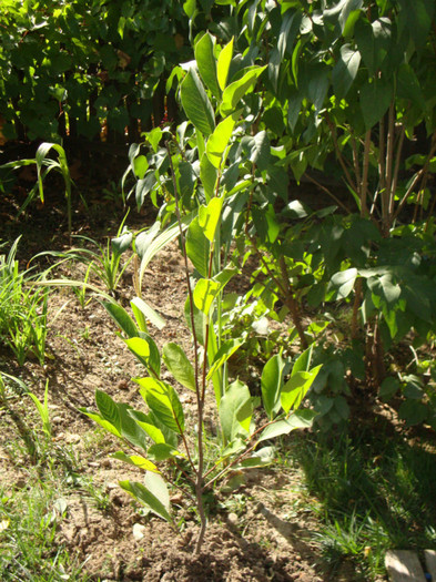 magnolie,,in curte la tara; cumparata in toamna2011,,inca nu a inflorit,,,asteptam
